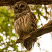 Barred Owl, In The Morning! by rickster549