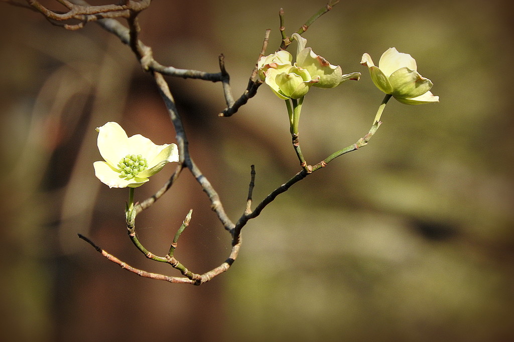 Dogwoods are blooming! by homeschoolmom