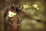 1st Apr 2019 - Dogwoods are blooming!