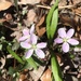 spring beauties by wiesnerbeth
