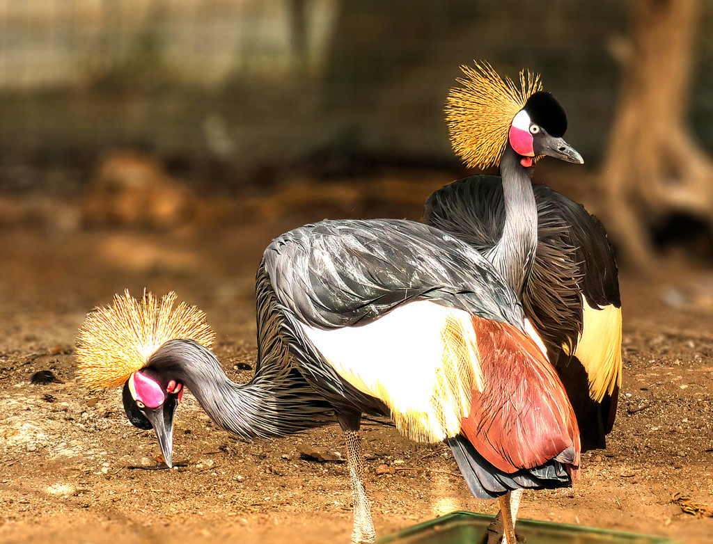 More Black crowned Cranes  by ludwigsdiana