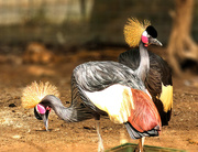 2nd Apr 2019 - More Black crowned Cranes 