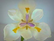 2nd Apr 2019 - Dietes, the only flower in my garden