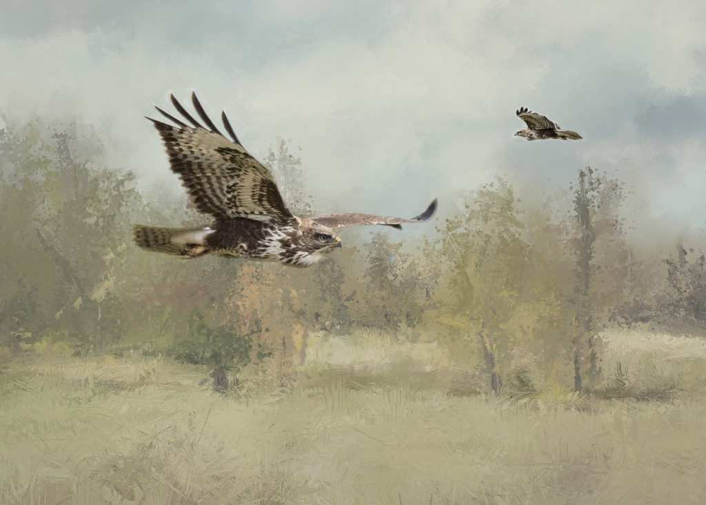 buzzards at play by shepherdmanswife