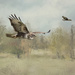 buzzards at play by shepherdmanswife