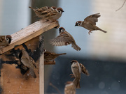 1st Apr 2019 - Sparrows