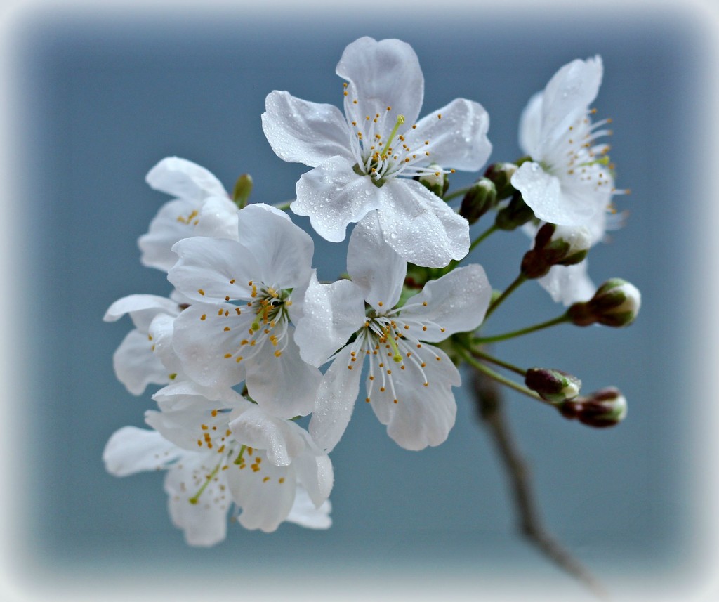  Blossom in April.  by wendyfrost