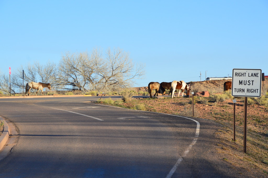 Even The Horses Obey The Law In Chinle AZ. by bigdad