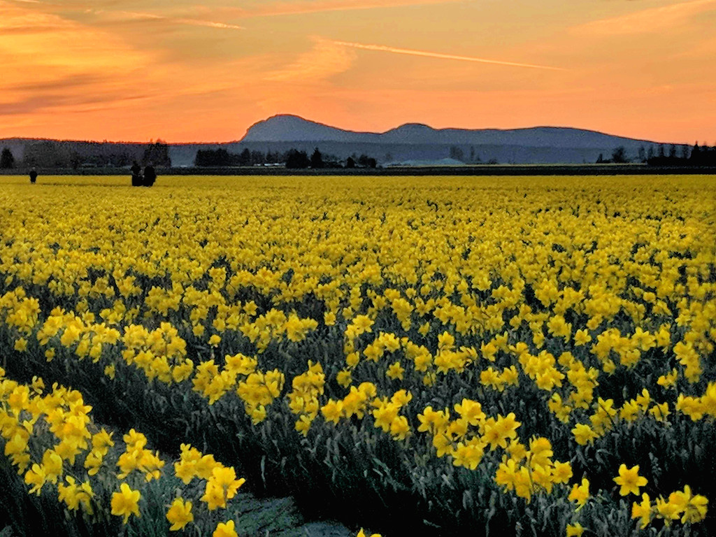 Daffodil Field by gq