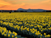 1st Apr 2019 - Daffodil Field