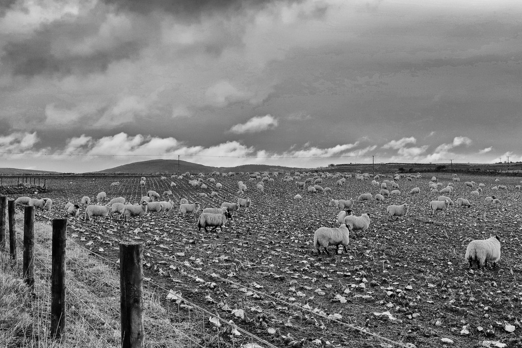 These sheep are in the neeps by jamibann