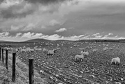 2nd Apr 2019 - These sheep are in the neeps