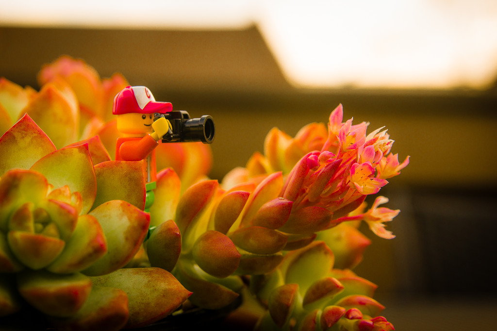 (Day 34) - Succulent Blooms by cjphoto