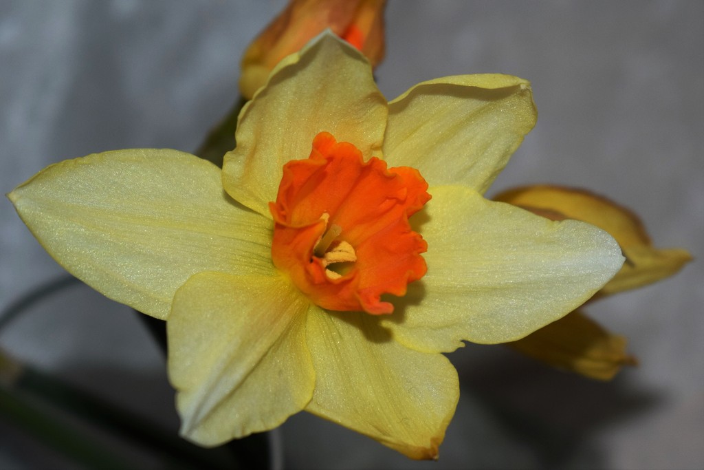 Daffodil by sandlily