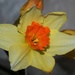 Daffodil by sandlily