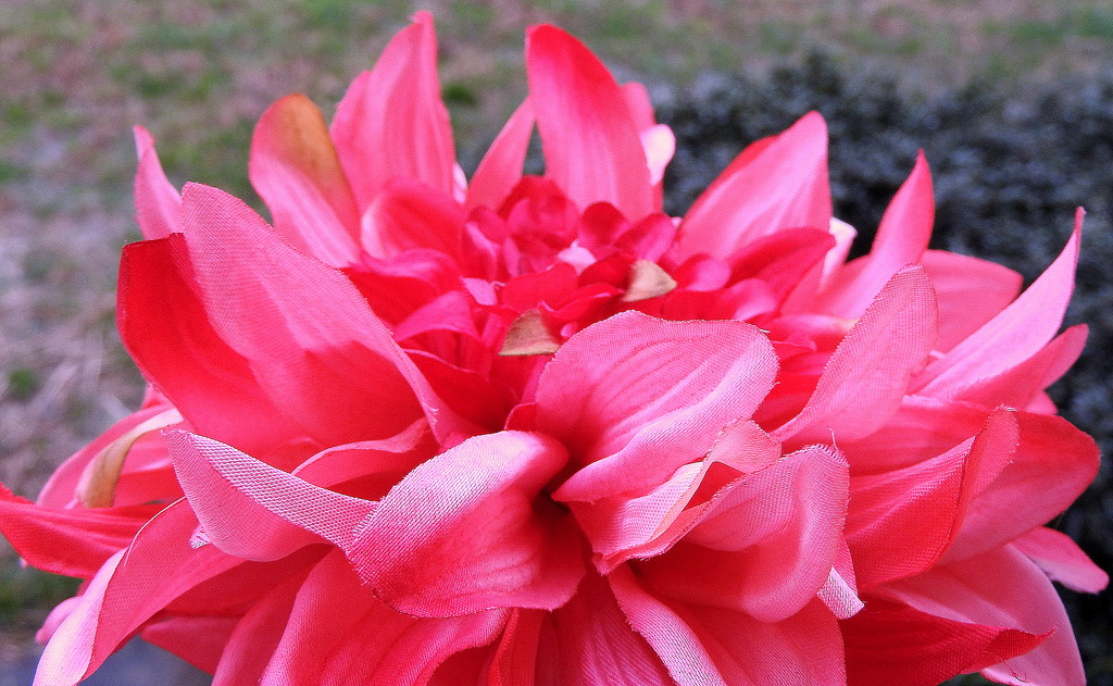 Pink petals by homeschoolmom