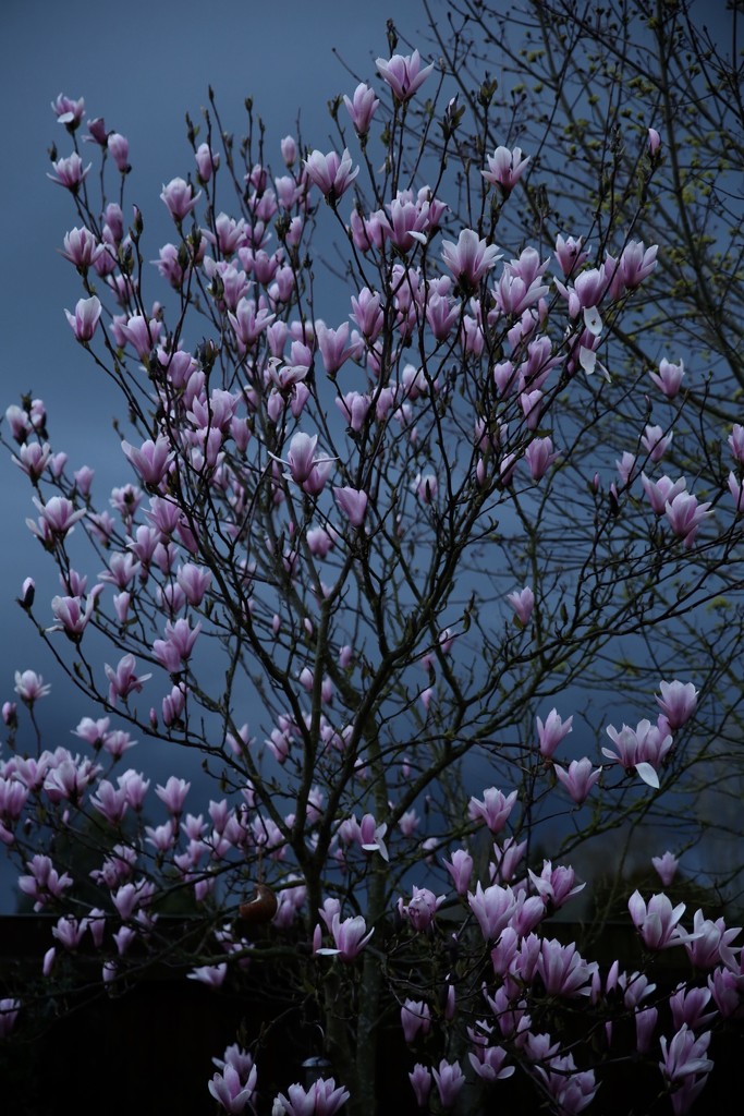 Magnolia Burst by phil_sandford