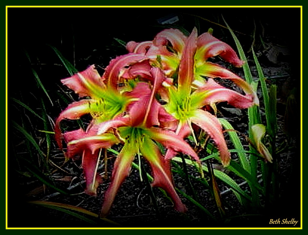 A Clump of Lilies by vernabeth