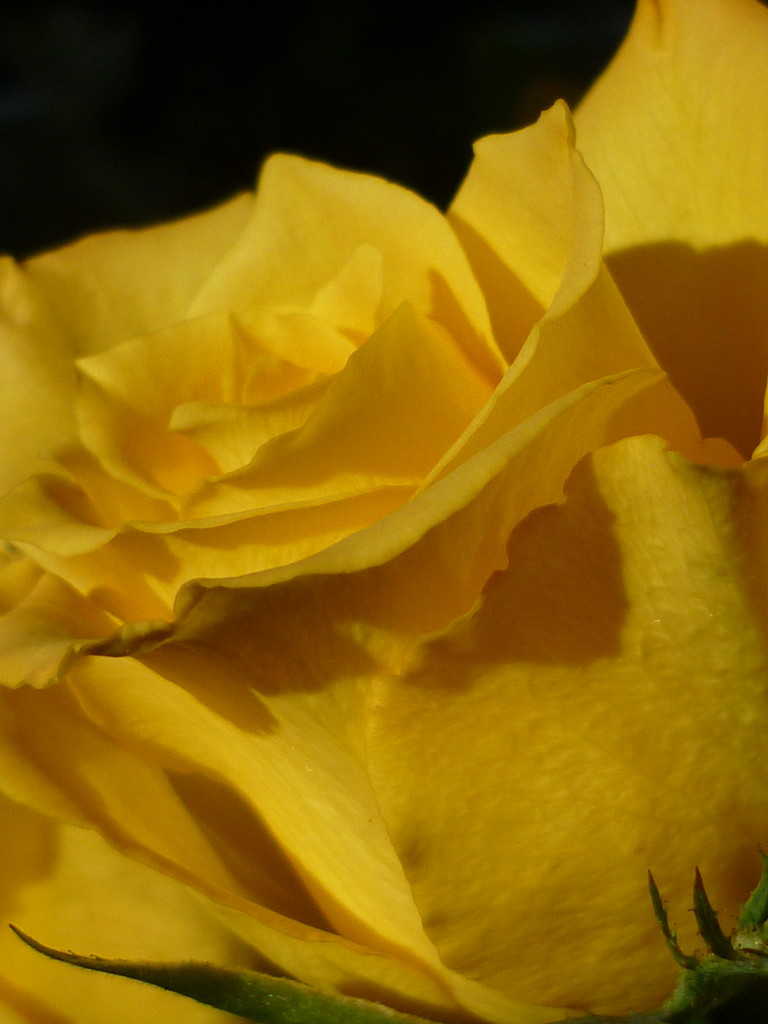 Mellow Yellow  by countrylassie