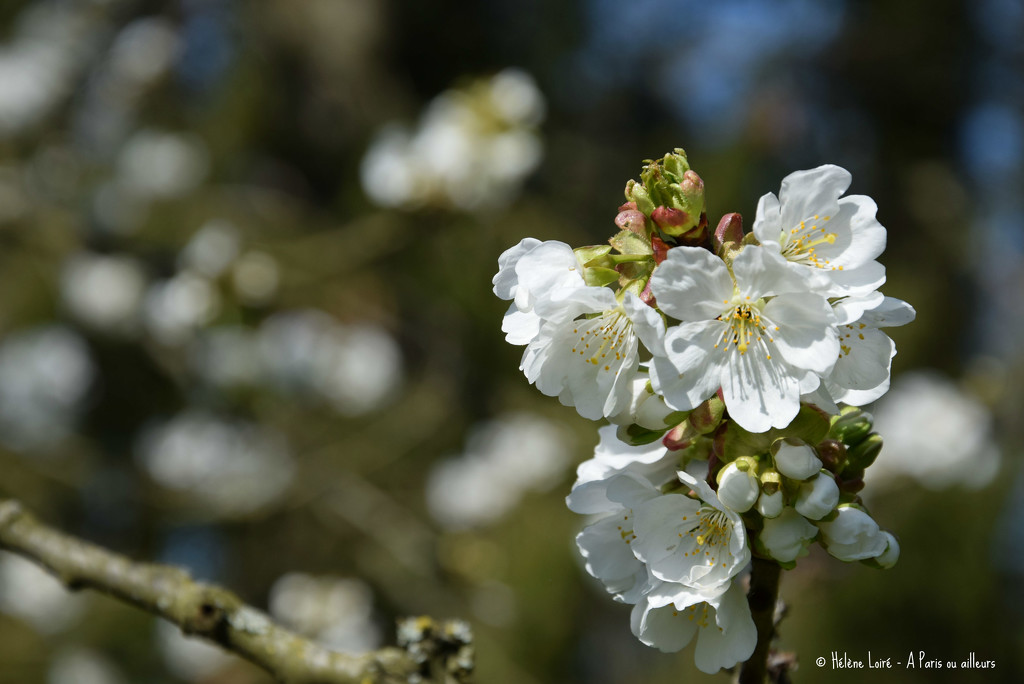cherry blossom  by parisouailleurs