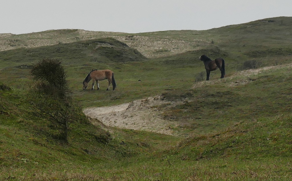 horses in the dunes of Egmond, Holland by marijbar