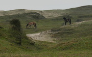2nd Apr 2019 - horses in the dunes of Egmond, Holland