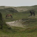 horses in the dunes of Egmond, Holland by marijbar