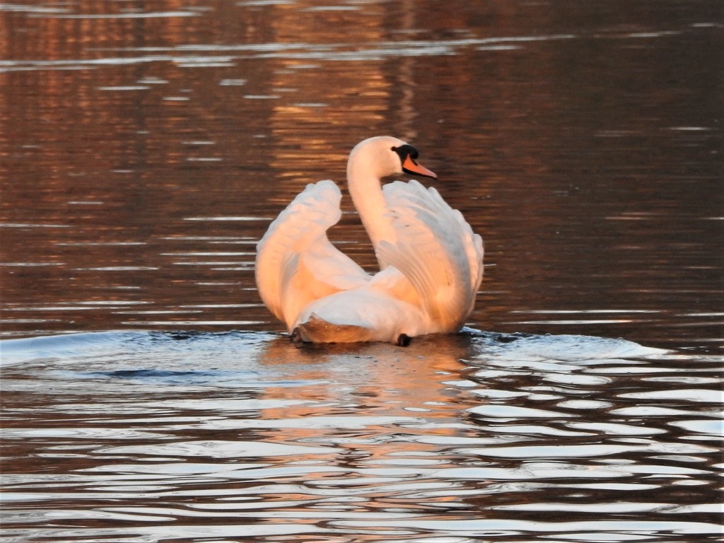 Sunset Swan by oldjosh