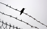 1st Apr 2019 - Barbed and Birded