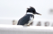 2nd Apr 2019 - Belted Kingfisher