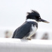 Belted Kingfisher by stephomy