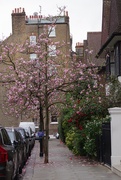 2nd Apr 2019 - Chelsea Cherry Blossom