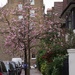 Chelsea Cherry Blossom by 30pics4jackiesdiamond
