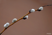 2nd Apr 2019 - Pussy willow branch!