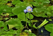 3rd Apr 2019 - Blue Water Lily ~     