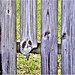 Old Fence ~    by happysnaps