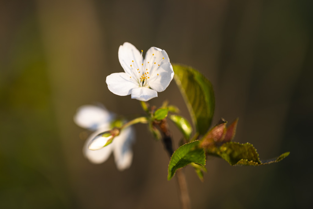 blossom  by shepherdmanswife