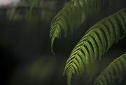 2nd Apr 2019 - Fronds