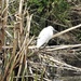 Little Egret by oldjosh
