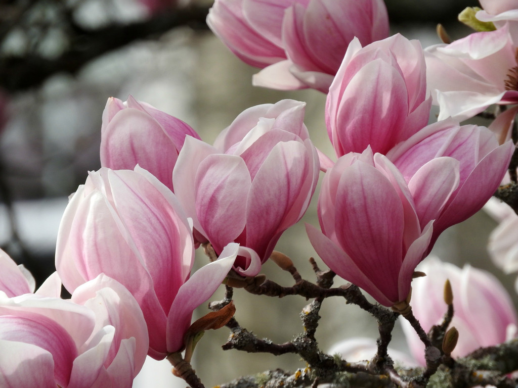 Rosy-Pink Magnolia Blooms by seattlite