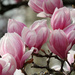 Rosy-Pink Magnolia Blooms by seattlite