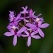 It's Flowering _DSC8837 by merrelyn