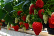 3rd Apr 2019 - Fresh Berries