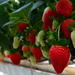 Fresh Berries by jayberg