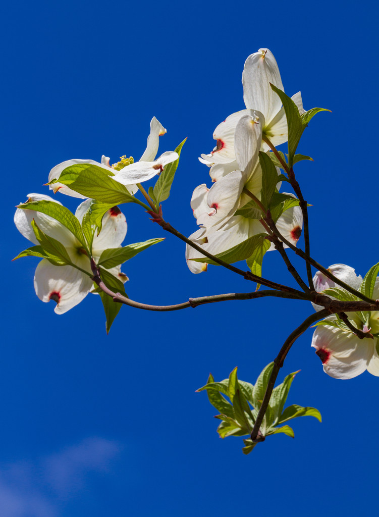 White Dogwood Blue Sky by kvphoto