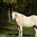 Lovely little pony by rosiekind