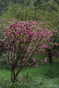 3rd Apr 2019 - Flowering Currant 