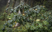 3rd Apr 2019 - Himalayan Rhododendron