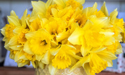 3rd Apr 2019 - Daffodils From The Garden.