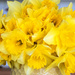 Daffodils From The Garden. by tonygig